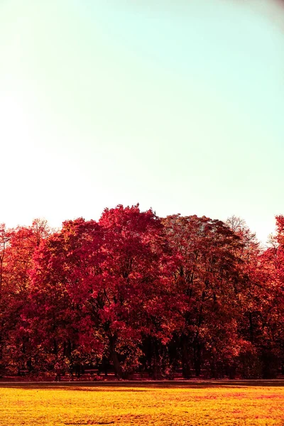 Höstens Natur Höstlöv Och Träd Utomhus Kall Årstid — Stockfoto