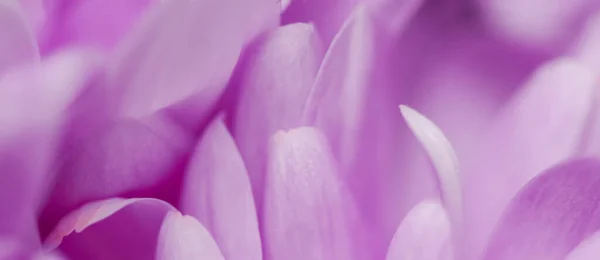 Bloeiende Chrysant Madeliefje Bloem Close Bloemblaadjes Als Botanische Achtergrond Macro — Stockfoto