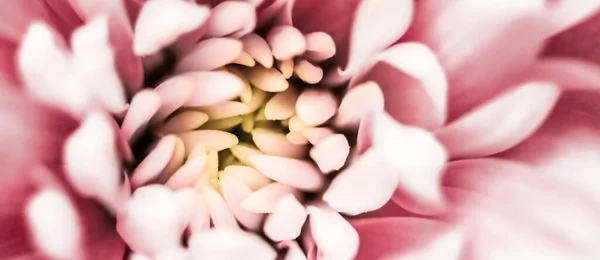 Blooming Chrysanthemum Daisy Flower Close Floral Petals Botanical Background Macro — Stock Photo, Image