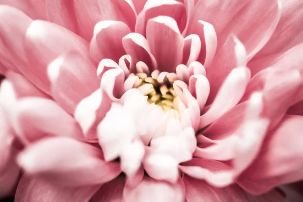 Blooming Chrysanthemum Daisy Flower Close Floral Petals Botanical Background Macro — Stock Photo, Image