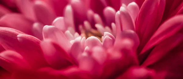 Crisantemo Floreciente Flor Margarita Pétalos Florales Primer Plano Como Fondo — Foto de Stock