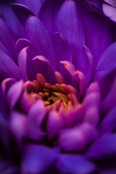 Bloeiende Chrysant Madeliefje Bloem Close Bloemblaadjes Als Botanische Achtergrond Macro — Stockfoto