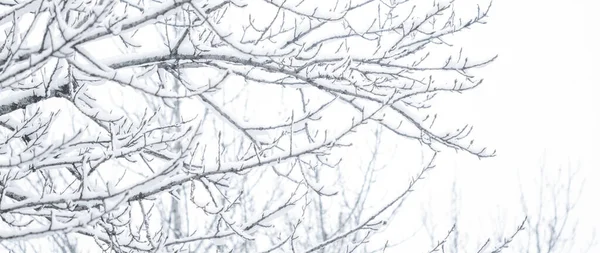 Snöiga Träd Skog Vinternatur Och Semestersäsongskoncept — Stockfoto