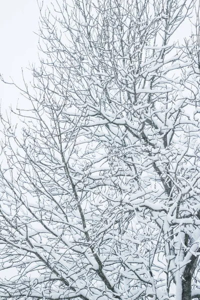 Snöiga Träd Skog Vinternatur Och Semestersäsongskoncept — Stockfoto