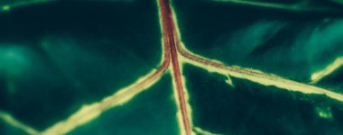 Yeşil yaprak dokusu tropik botanik bahçesi arka planı, doğa ve çevre konsepti olarak