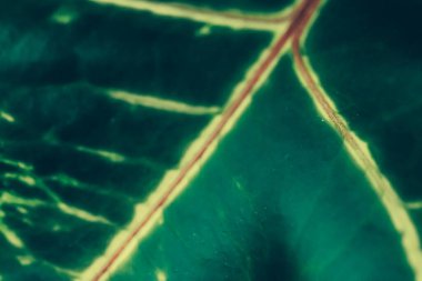 Yeşil yaprak dokusu tropik botanik bahçesi arka planı, doğa ve çevre konsepti olarak