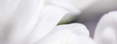 Baharda çiçek açan beyaz papatya çiçeği ve çiçek yaprakları, doğa ve botanik arka plan, makro yakın plan
