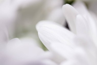 Baharda çiçek açan beyaz papatya çiçeği ve çiçek yaprakları, doğa ve botanik arka plan, makro yakın plan