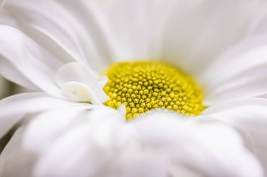 Doğada bahar papatyası çiçeği, çiçek sanatı ve arka plan olarak botanik bahçesi