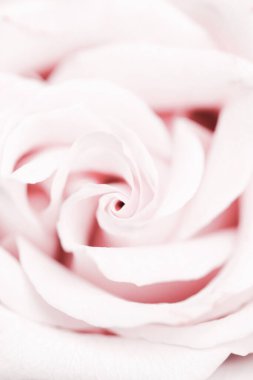 Doğadaki narin gül çiçeği, çiçek sanatı ve arka plan olarak botanik bahçesi.