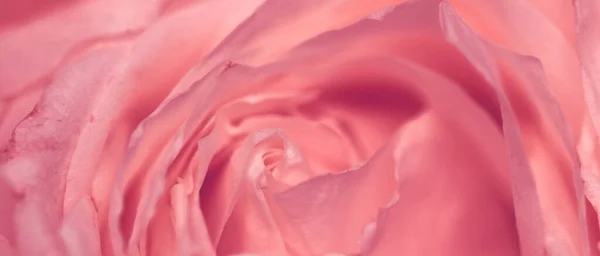Цвітіння Троянди Крупним Планом Садова Квітка Навесні Макро — стокове фото