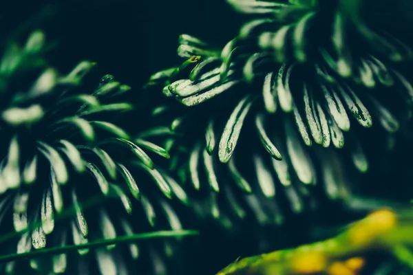 Rama Abeto Siempreverde Como Fondo Botánico Naturaleza Concepto Ambiental — Foto de Stock