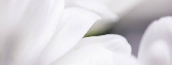 White daisy flower in bloom and floral petals in spring, nature and botanical background, macro close-up