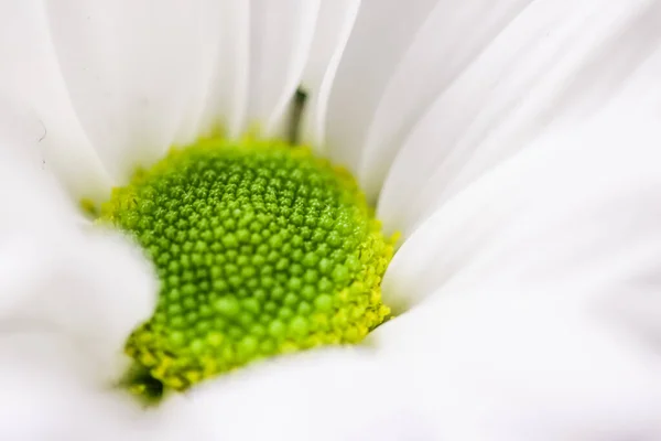 春天里的菊花 花卉艺术与植物园为背景 — 图库照片