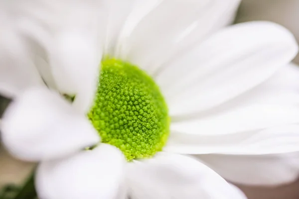 春天里的菊花 花卉艺术与植物园为背景 — 图库照片