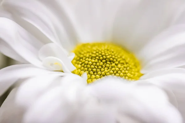 自然界の春のデイジーの花 背景としての花の芸術と植物園 — ストック写真