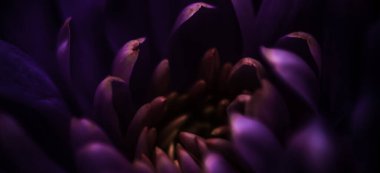 Çiçek açan kasımpatı ya da papatya çiçeği, botanik arka plan olarak yakın plan çiçekleri, makro