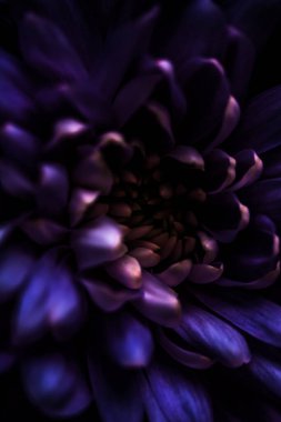 Çiçek açan kasımpatı ya da papatya çiçeği, botanik arka plan olarak yakın plan çiçekleri, makro