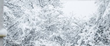 Ormanda karlı ağaçlar, kış doğası ve tatil mevsimi konsepti