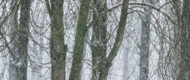 Ormanda karlı ağaçlar, kış doğası ve tatil mevsimi konsepti