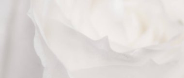 Çiçek açan gül, baharda bahçe çiçeklerine yakın çekim, makro.