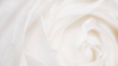 Çiçek açan gül, baharda bahçe çiçeklerine yakın çekim, makro.