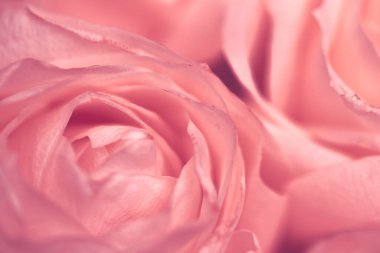 Çiçek açan gül, baharda bahçe çiçeklerine yakın çekim, makro.