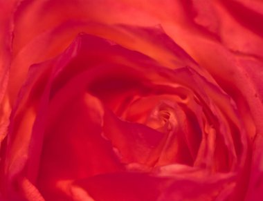 Çiçek açan gül, baharda bahçe çiçeklerine yakın çekim, makro.