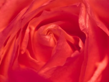 Çiçek açan gül, baharda bahçe çiçeklerine yakın çekim, makro.