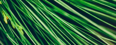 Bitkisel arka plan, doğa ve çevre kavramı olarak Evergreen köknar ağacı dalı