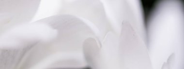 Baharda çiçek açan beyaz papatya çiçeği ve çiçek yaprakları, doğa ve botanik arka plan, makro yakın plan