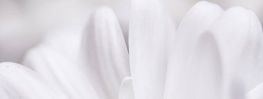 Baharda çiçek açan beyaz papatya çiçeği ve çiçek yaprakları, doğa ve botanik arka plan, makro yakın plan