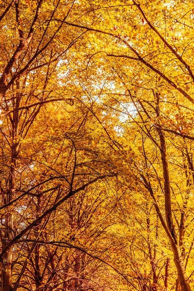 秋の自然 秋の葉や木の屋外 寒い季節 — ストック写真