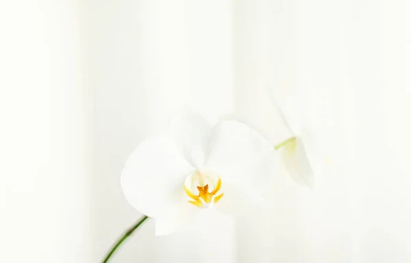 Blühende Orchideenblume Auf Weißem Hintergrund Florale Schönheit — Stockfoto