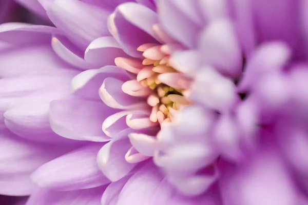 Crisantemo Floreciente Flor Margarita Pétalos Florales Primer Plano Como Fondo —  Fotos de Stock