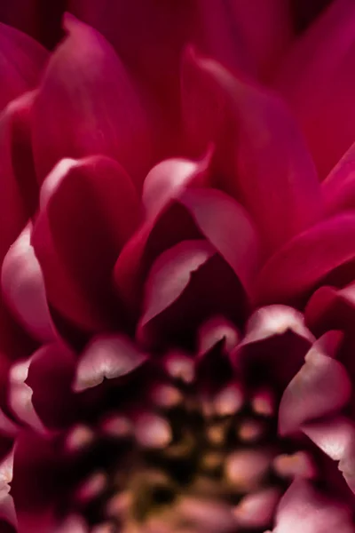 Chrysanthème Fleuri Fleur Marguerite Pétales Floraux Gros Plan Comme Fond — Photo