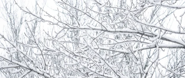 Χιονισμένα Δέντρα Στο Δάσος Χειμερινή Φύση Και Την Εποχή Των — Φωτογραφία Αρχείου