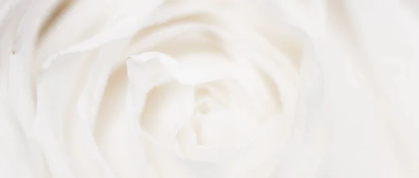 Bloeiende Roos Close Van Tuinbloem Het Voorjaar Macro — Stockfoto