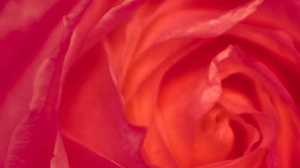 Ανθισμένο Τριαντάφυλλο Κοντινό Πλάνο Του Λουλουδιού Κήπου Την Άνοιξη Μακροεντολή — Φωτογραφία Αρχείου