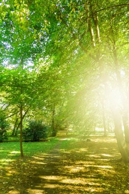 Güzel güneşli bahar ve yaz doğası, parktaki ağaçlar ve açık hava manzarası