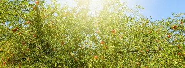 Güzel güneşli bahar ve yaz doğası, parktaki ağaçlar ve açık hava manzarası