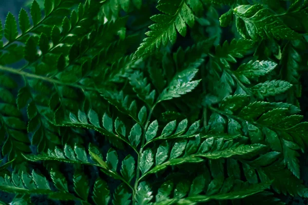 Hojas Plantas Tropicales Jardín Como Fondo Botánico Naturaleza Medio Ambiente — Foto de Stock