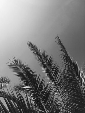 Palmiye yaprakları ve gökyüzü, yaz seyahati ve tropikal doğa geçmişi