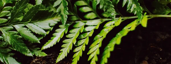 Hojas de plantas tropicales en el jardín como fondo botánico, Naturaleza y medio ambiente — Foto de Stock