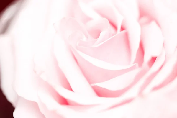 Flor de rosa tierna en la naturaleza, el arte floral y el jardín botánico —  Fotos de Stock