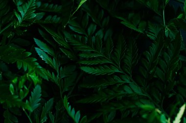Bahçedeki tropik bitki yaprakları botanik arka plan, doğa ve çevre olarak