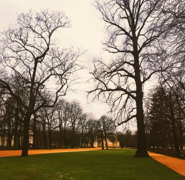 Parkta sonbahar doğası, dışarıda yapraklar ve ağaçlar.