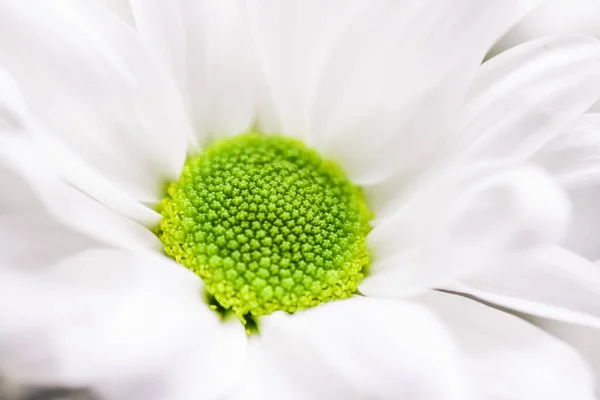 春天里的菊花、花卉艺术与植物园 — 图库照片