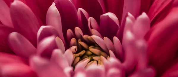 Crisantemo en flor o flor de margarita, pétalos florales de primer plano como fondo botánico — Foto de Stock