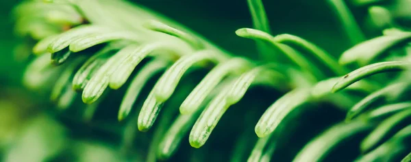 Ramo de abeto Evergreen como fundo botânico, natureza e meio ambiente — Fotografia de Stock